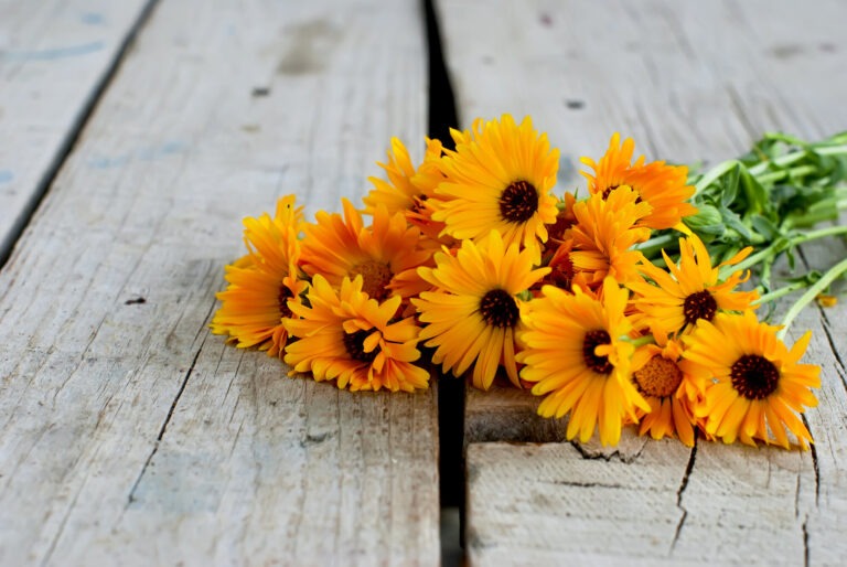 Read more about the article Ringelblume – die sanfte Heilerin