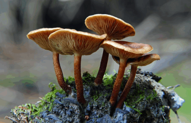 Read more about the article Pilze: Die unterschätzten Alleskönner des Herbstes