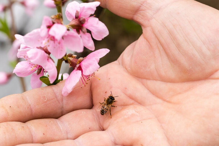 Read more about the article 5 Tipps bei Bienenstichen